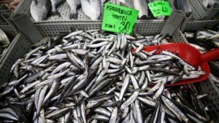 Hamsi Batı Karadeniz'i terk ediyor