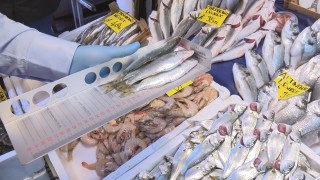 Karaköy'de balık boyu denetimi