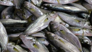 Tekirdağ'da "çinekop" yeni yılda tezgahları süslüyor