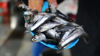 Tekirdağ'da hamsi tezgahların gözdesi oldu