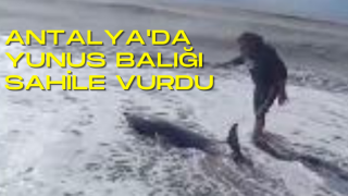 Antalya'da sahile vuran yunus, vatandaşlar tarafından denize bırakıldı