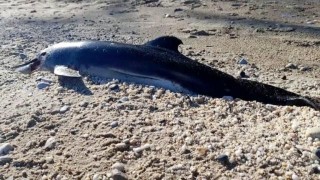 Fransa'da 8 ölü yunus kıyıya vurdu