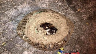 İzmir'de kaçak deniz patlıcanı avı yapan kişiye rekor ceza