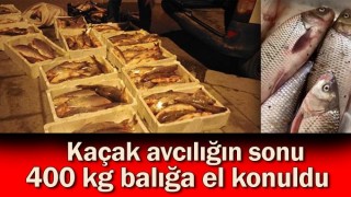 Kaçak avlanılan 400 Kg. Akbalığa el konuldu