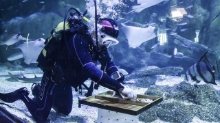 "Akvaryum Adam" rekor için köpek balıklarının arasında çalıştı