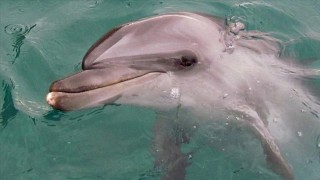 Hatay'da bitkin halde yüzen bir yunus görüldü