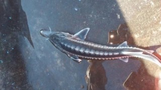 Karakaya Baraj Gölü'nde Mersin balığı yakalandı