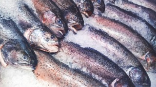 Kayseri'de üretilen alabalıklar öğrencilere ikram edildi