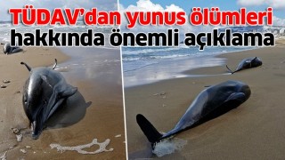 TÜDAV’dan yunus ölümleri hakkında önemli açıklama