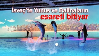 Yunuslara Özgürlük Platformu, İsveç'teki yunus parkının kapatıldığını duyurdu.