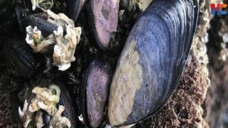 Avustralya sahillerindeki midyelerde mikroplastikler bulundu