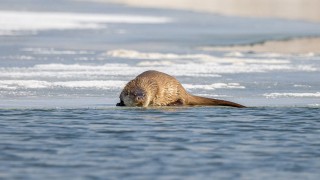 Kütahya'da nesli tükenmekte olan su samuru beslenirken görüntülendi