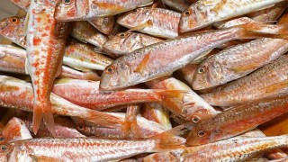 Tekirdağ'da ağlara takılmaya başlayan tekir, balıkçıları umutlandırdı