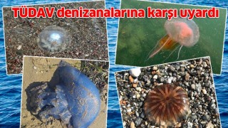 TÜDAV denizanalarına karşı uyardı