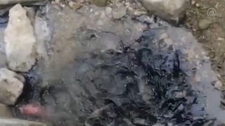 Malkara'da derede balık ölümleri yaşanıyor