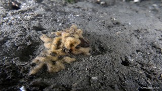 Müsilaj tedbirleri ilk meyvesini verdi