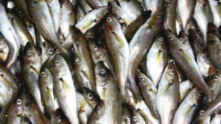 Ordu'nun Mersin kaya mezgiti için coğrafi işaret belgesi başvurusu yapıldı