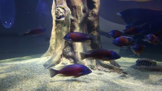 Trabzon'da tarihi vadilerin arasındaki "Tünel Akvaryum" ziyarete açıldı