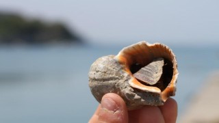 Uzak Doğu'ya ihraç edilen salyangozların avlanmasına başlandı