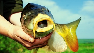 Bolu'da sazan balığı sağımı gerçekleştirildi