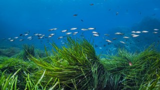 Ege'nin su altı zenginliği "deniz çayırları" kayıt altına alınıyor