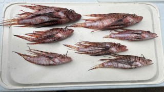 İskenderun Körfezi'nde aslan balığı avlama etkinliği düzenlendi