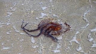 Kıyıya yakın kesimlerde görülen denizanalarına temas edilmemeli