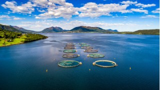 Su ürünleri ihracatında artış devam ediyor