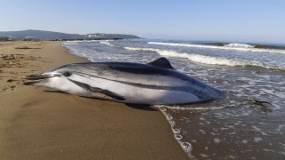 Onlarca yunus ve kaplumbağanın karaya vurması üzerine inceleme başlatıldı