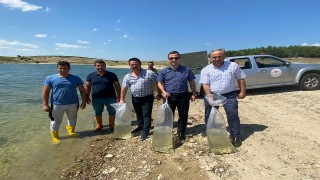 Edirne'de üretilen 8 milyon pullu sazan çevre illerdeki göletlere bırakılacak