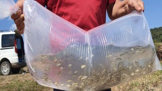 Boyabat'ta baraj ve göletlere 94 bin sazan yavrusu bırakıldı