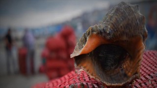 Deniz salyangozu ihracatının yüzde 40'ı Karadeniz'den