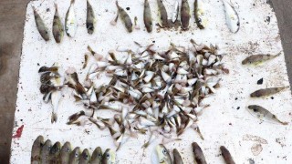 Destek ödemelerinin artırılması balon balığıyla mücadeleyi güçlendirecek