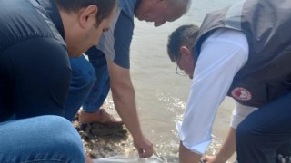 Kırklareli'de gölet ve barajlara 1 milyon 335 bin sazan yavrusu bırakılacak