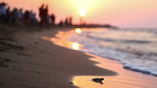 KKTC'de yeşil kaplumbağa ve caretta caretta yavruları mavi sularla buluştu