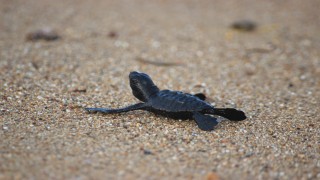 Manavgat'ta caretta caretta yavruları mavi sularla buluşmaya başladı