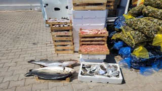 Muğla'da kaçak midye ve balık taşıyan kişiye 10 bin 711 lira ceza