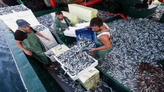 Av sezonunun açılmasıyla balıkçı tezgahlarında çeşit arttı, fiyat düştü