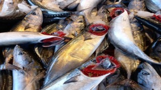 Batı Karadeniz'de palamut, balıkçıların yüzünü güldürdü