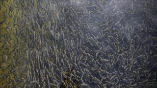 Elazığ'da üretilen sazan yavruları 101 su kaynağına bırakıldı