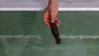 İhracatıyla dikkati çeken deniz patlıcanı, çiftlikte de yetiştirilecek