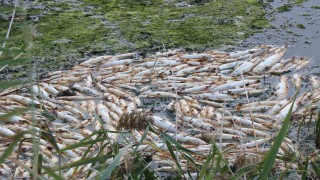 İzmir'de balık ölümleriyle ilgili inceleme başlatıldı