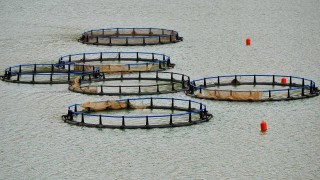 Kahramanmaraş'tan 20 milyon dolarlık alabalık ihracatı hedefi