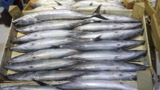 Karadeniz'de bol avlanan palamut, lakerda olarak tezgahlardaki yerini erken aldı