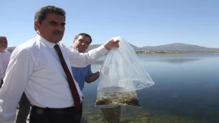 Konya'nın göl ve göletlerine 2 milyon 630 bin sazan yavrusu takviyesi