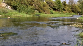 Osmaniye'deki balık ölümlerinin sudaki oksijenin düşmesinden kaynaklandığı öngörülüyor