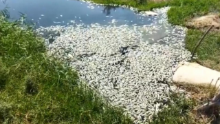 Söke'de balık ölümlerinin yaşandığı sulama kanalından numune alındı