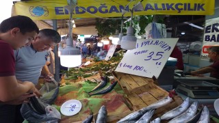 Zonguldak'ta palamut bolluğu fiyatlara yansıdı