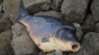 Balık ölümlerinin görüldüğü Bolu'daki Gölköy Barajı'ndan numune alındı
