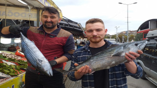 Batı Karadeniz'de bolca avlanan torik, tezgahlarda yerini aldı